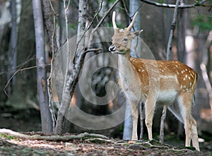 Brown Fallow Deer in forest