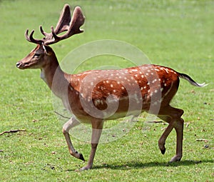 Brown Fallow Deer in movement