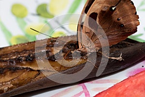 A brown falter having a banana with its proboscis photo