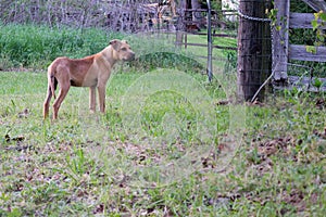 Brown farm dog standing watch