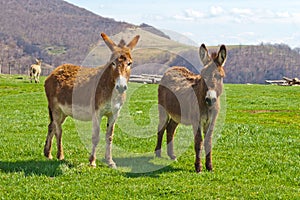 Brown Farm Donkeys photo