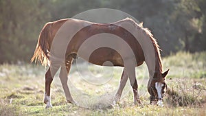 Brown farm horse grazing on green grass pasture at sunset.