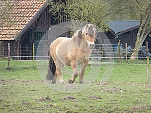 Brown farm horse in a meadow