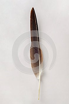 Brown feather isolated on a white background.