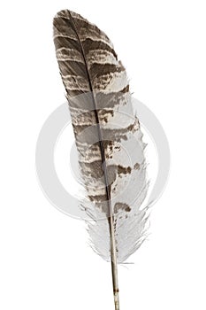 Brown feather isolated on white background, with clipping path