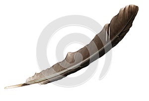 Brown feather isolated on white background, with clipping path