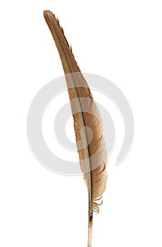 Brown feather isolated on white background, with clipping path