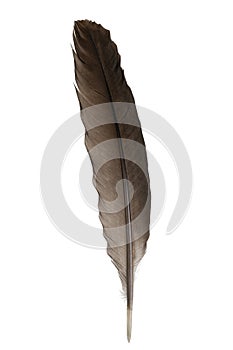 Brown feather isolated on white background, with clipping path