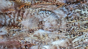 Brown feathered background