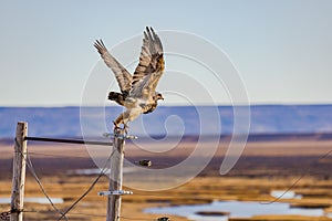 A brown feathered Cordillera Eagle or Aguja flying away, Argentina, Patagonia photo