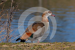 Brown-feathered geese in a lake. Acuatic birds. Bird with brown feathers and orange beak