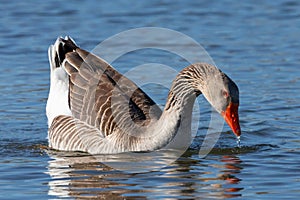 Brown-feathered geese in a lake. Acuatic birds. Bird with brown feathers and orange beak