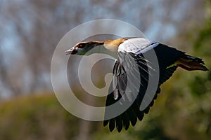 Brown-feathered geese in a lake. Acuatic birds. Bird with brown feathers and orange beak