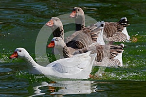 Brown-feathered geese in a lake. Acuatic birds. Bird with brown feathers and orange beak