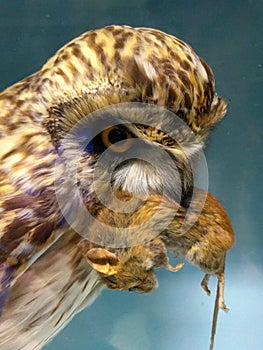 Brown feathered Owl with mouse in beak