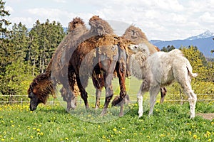 Brown female Bactrian camel with white cub