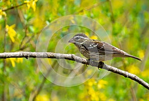 Brown female bird with pretty yellow background