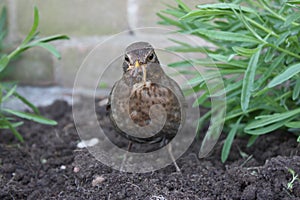 Brown female blackbird scavenging for worms in freshly turned so photo