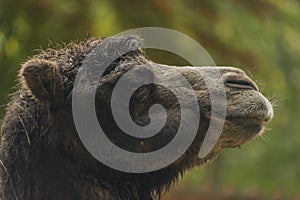 Brown female camel in autumn wet rainy day