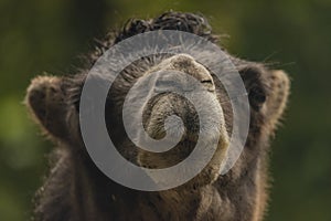 Brown female camel in autumn wet rainy day