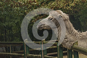 Brown female camel in autumn wet rainy day