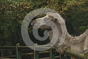 Brown female camel in autumn wet rainy day