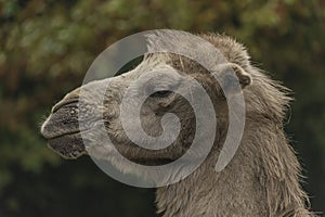 Brown female camel in autumn wet rainy day