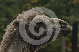 Brown female camel in autumn wet rainy day