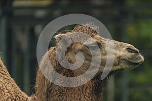 Brown female camel in autumn wet rainy day