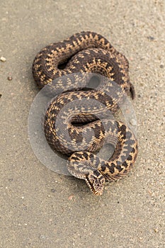 Brown female of Common European Adder, Vipera berus, on dirt road, picture from above