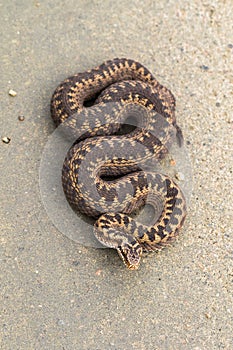 Brown female of Common European Adder, Vipera berus, on dirt road, picture from above photo