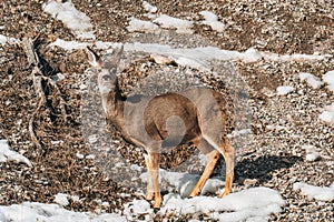 Brown female deer is grazing on the hillside and alertness looking at camera in wilderness