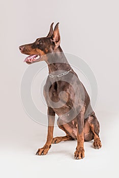 Brown female doberman dog sitting