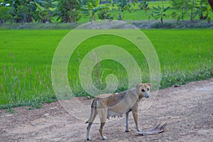 Brown female dog in the middle of a green field looked at him with suspicion