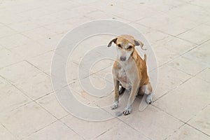 The brown female dog sitting on the sidewalk