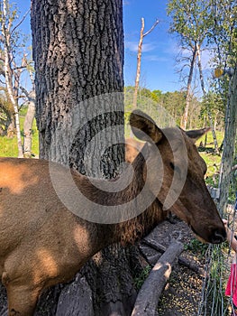 Brown female elk at zoo