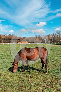 Brown female horse mare grazing in grass in countryside equine farm paddock