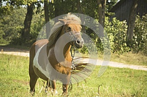 Brown female horse on a windy summer day