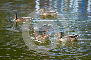 Mallard ducks swimming in river