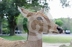Brown female Panolia eldii