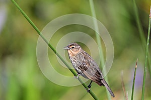 Brown Female red-wing blackbird Agelaius phoeniceus