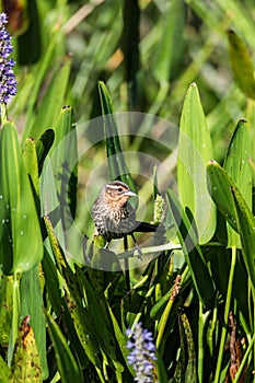 Brown Female red-wing blackbird Agelaius phoeniceus