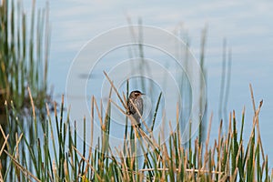 Brown Female red-winged blackbird Agelaius phoeniceus