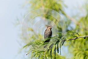 Brown Female red-winged blackbird Agelaius phoeniceus photo