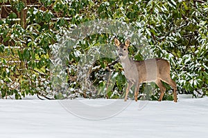 A brown female roe deer standing in white snow