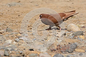 Brown Feral Pigeon in Arabia