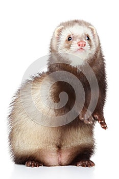 Brown Ferret on white background