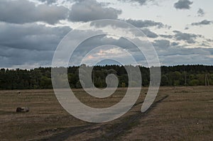 Brown field with trees far away. Dark blue sky and grass. Fall