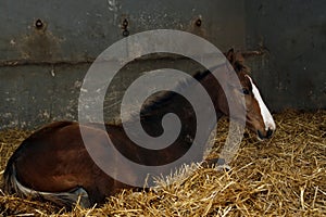 Brown filly in stable