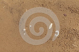 Brown fine sand and shell fragments for use as a background